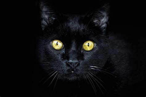 qué significa la expresión de noche todos los gatos son pardos y de