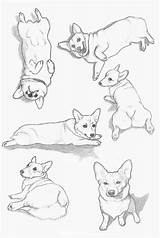 Corgi Coloring Pages sketch template