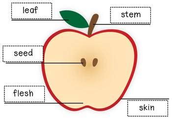 apple parts  nicki thigpen teachers pay teachers