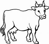 Cow Coloring Pages Kids Printable Animal sketch template