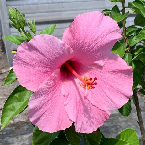 onlineplantcenter  gal seminole pink tropical hibiscus flowering shrub  large single pink