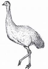 Emu Colouring Ema sketch template