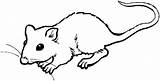 Rat Coloring Gerbil Clipart Pages Drawing Mouse Templeton Web Clipartmag Charlottes Template sketch template