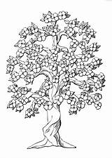 Boom Kleurplaat Bloesems Tree Dogwood Leaves Flowering Magnolia sketch template