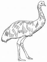 Emu Outline Birds Lineu Coloringhome sketch template