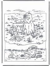 Murmeltier Marmot Marmotte Murmeltiere Marmotta Marmota Malvorlagen Jetztmalen Imprimer Hasen Desenhos Designlooter Fargelegg Nukleuren Gecko Nagetiere Kleurplaten Coloriages Rodents Funnycoloring sketch template