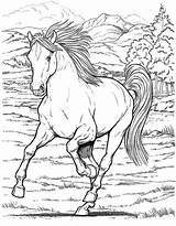 Chevaux Sauvage Cheval Heste Tegninger Supercoloriage Sauvages Wildpferde Getdrawings Pferde Letscolorit Malvorlage Adulte Ausmalen Sparet Tjent sketch template