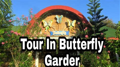 butterfly gardenswimmingpool youtube