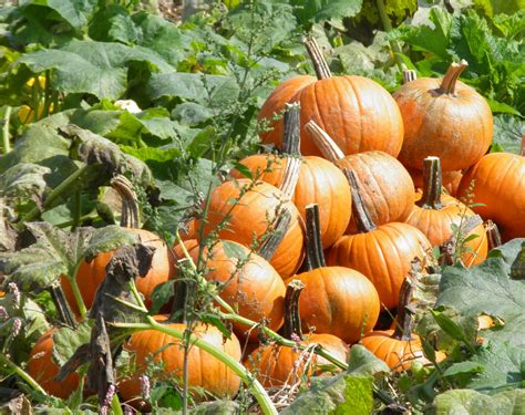 gleaming surfaces pumpkins galore fall colored leaves  red