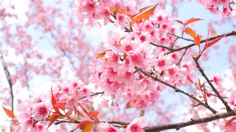 cherry blossom tree branches  laptop full hd p hd