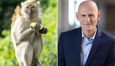 scientists reveal    human monkey hybrids newshub