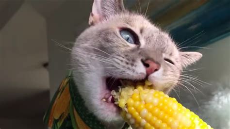 cats  eating corn