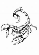 Scorpion Tattoo Scorpio Coloring Drawing Pages Outline Tattoos Zodiac Designs Drawings Animated Colorless Line Stencils Escorpion Animal Printable Ink Scorpions sketch template