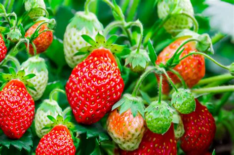 tips  grow healthier strawberries