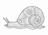 Snail Coloring Adults Book Vector Illustration Adult Zentangle Stress Lines Anti Dreamstime sketch template