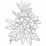 Rhododendron Alpine Bunch Azalea sketch template
