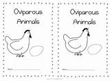 Animals Oviparous Kindergarten Printable Worksheets Google Science Eggs Docs Preschool Book Kids Choose Board sketch template