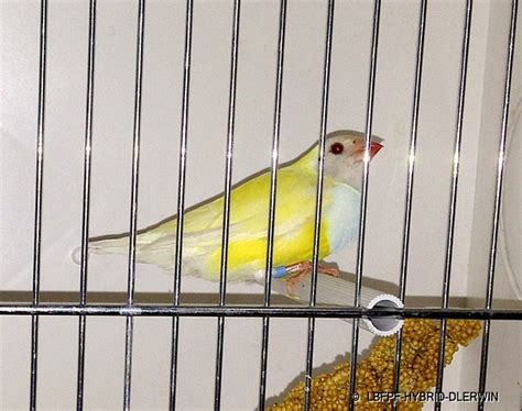 delmar gouldian finches lutino and albinistic gouldains 2013 by winnie mcalpin all rights
