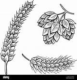 Hops Barley Beer Wheat Malt Vector Illustration Engraved Oktoberfest Ink Alamy Shopping Cart sketch template