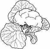 Vegetable Cauliflower Kolorowanki Collard Bestcoloringpagesforkids Dzieci Template Kleurplaten Warzywka sketch template