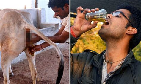 Drinking Cow Urine Fights Diseases According To These Indian Men