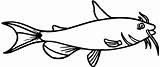 Catfish Coloring Pages Juvenile Sketch Shark Look Clipart Clip sketch template