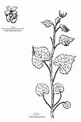 Mustard Garlic Plant Drawing Getdrawings Alliaria Petiolata Manual Sketch Invasive Template sketch template