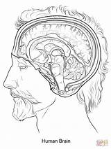 Cerebro Kolorowanka Kleurplaat Anatomie Mózg Rysunek Cervello Mozg Człowieka Supercoloring Druku Umano Malvorlage sketch template