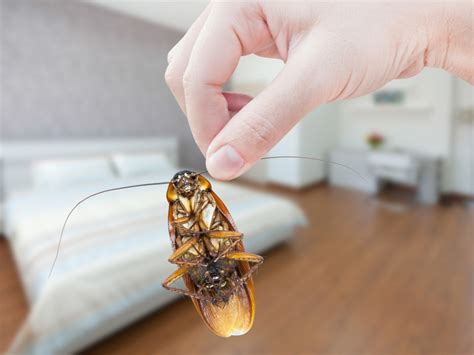 signs of a cockroach infestation in your home inspect all services