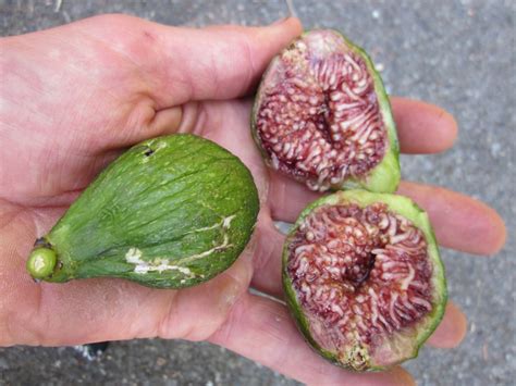 types  figs     food republic