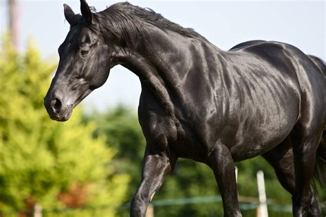images  horses  pinterest black stallion  beautiful horses  friesian
