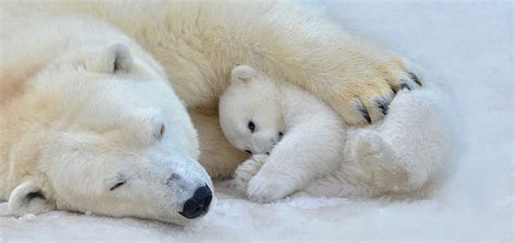 yr   lifetime   polar bear wwwdailyinfosolutionscom