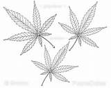 Marijuana Feuille Weed Jane Mary Adulte Imprimable Watermarks sketch template