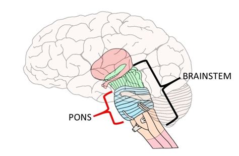 brain pons