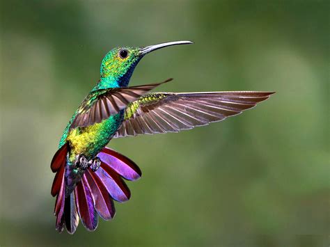 curiosidades  leyendas sobre el colibri curiosidadescom