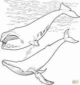 Whale Humpback Malvorlagen Baleine Whales Requin Frais Wale Designlooter sketch template