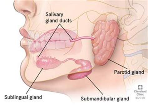 Parotid Surgery In India Salivary Glands Dr Umanath Nayak
