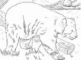 Oso Anteojos Andean Spectacled Dibujar Supercoloring Osos Tegninger Mammals Imprimir Skip sketch template