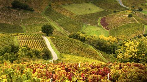 beaujolais bing wallpaper