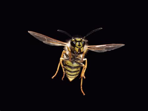 wasp  drones lift heavy loads   bellies wired