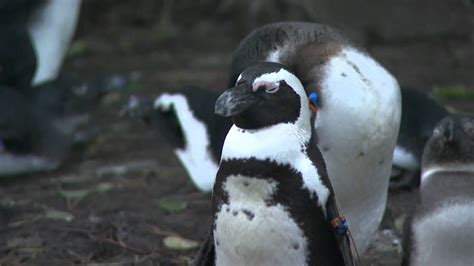 pinguin safaripark beekse bergen youtube