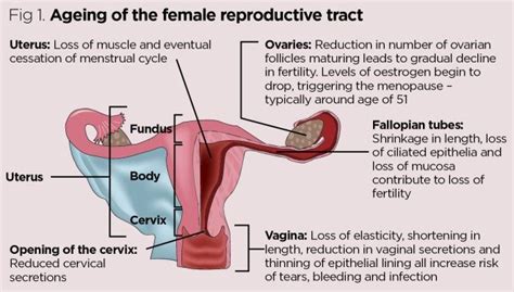 anatomy and physiology of ageing 8 the reproductive system nursing times