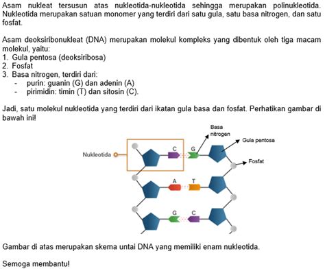 gambarkan skema untai dna  memiliki  nukleoti