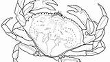 Crab Hermit Coloring Getcolorings Pages sketch template