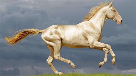 akhal teke horse  jewel  turkmenistan med  med