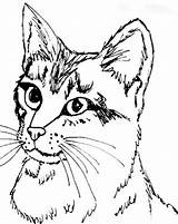 Coloring Cat Head Kitty Pages Realistis Color Figure Books Cats Kids Sheets Adult Template Cute Play Zentangle Templates Getcolorings Printable sketch template