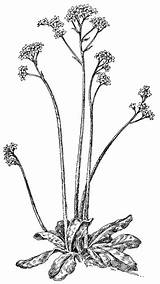Early Saxifrage Etc Clipart Medium sketch template