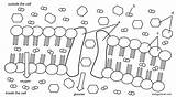 Cell Coloring Transport Membrane Diffusion Osmosis Facilitated Worksheet Passive Choose Board Transportation Biology Biologycorner Glucose Kind sketch template