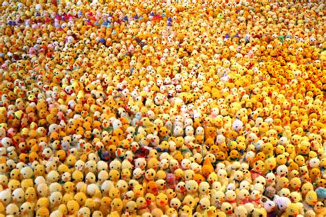 knitting easter chicks for charity the people s friend