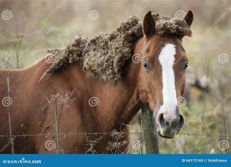 abused  neglected horse stock photo image  caked
